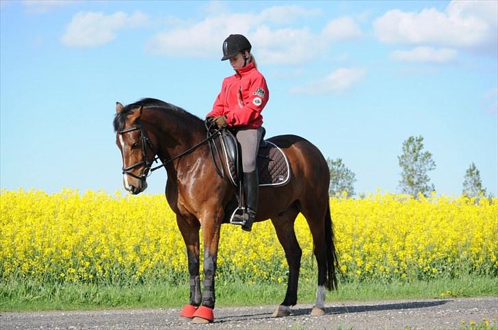 New Forest VESTERGAARDS DOOLEY'S - Velkommen til Dooleys profil billede 1