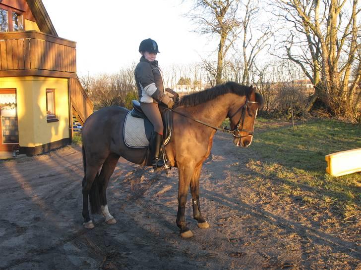 New Forest VESTERGAARDS DOOLEY'S - 1. gang jeg rider Dooley´s hjemme. billede 2