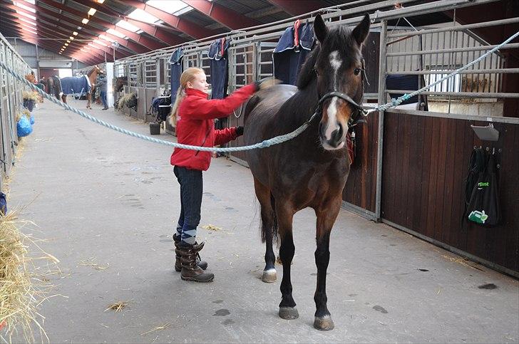 New Forest VESTERGAARDS DOOLEY'S - Camilla og Dooley´s skal til at sadle op billede 4