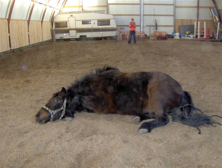 Anden særlig race Viktor (solgt) ;( - Mmmm! det er dejligt at rulle sig ;-) billede 8