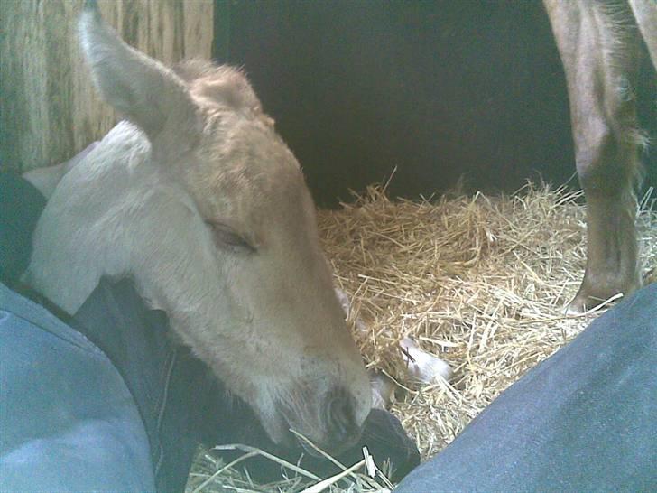 Anden særlig race Mon Chéri *bortgivet* - aflivet 21/5.2025 - 1 døgn gl billede 6