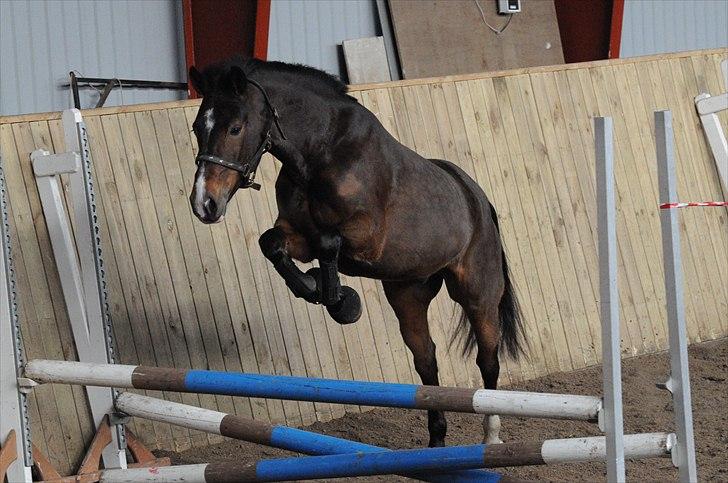 New Forest VESTERGAARDS DOOLEY'S - Dooley´s til løsspringning i HRV februar 2011 billede 15