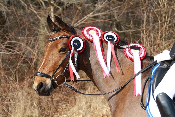 DSP Milan A.M. A-Pony<3 *SOLGT* - NYT ecco cup 1 afdeling Alle de rosetter milan fik skrabet hjem :)  billede 7