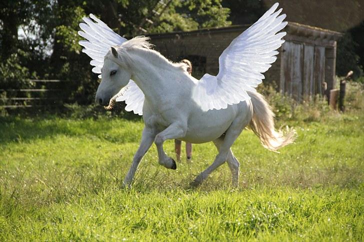 Welsh Mountain (sec A) Rosengårdens Jasmin -  "min engel, min engel, min engel forevigt, forevigt, forevigt jeg elsker, jeg elsker, jeg elsker kun dig." billede 5