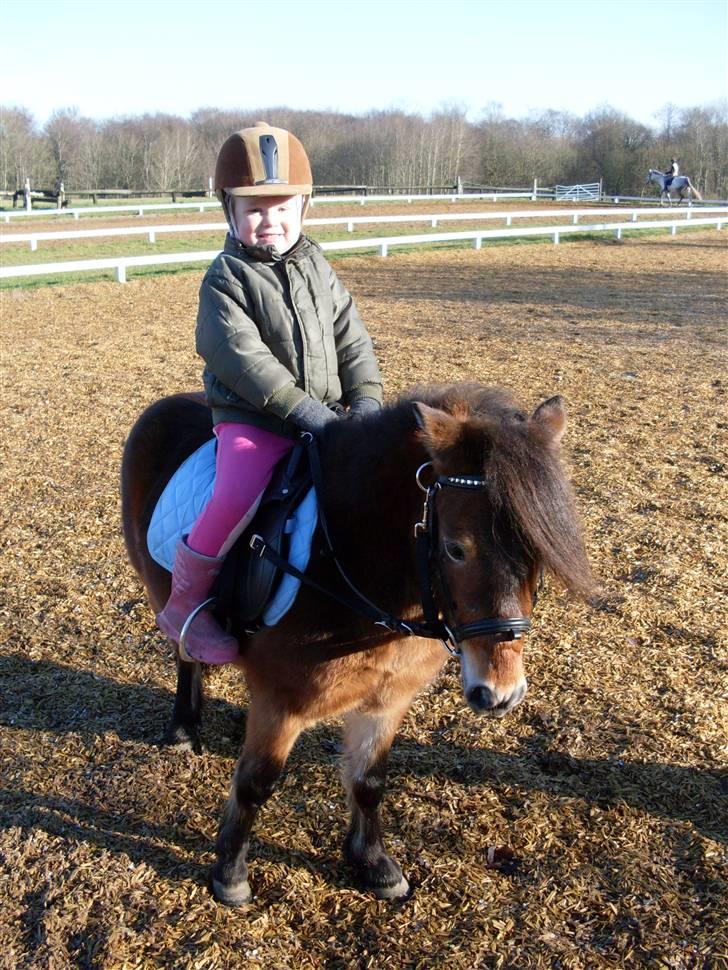 Shetlænder Felix (solgt) billede 16