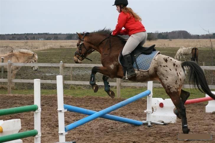 Knabstrupper Aastrupgaards Thor Gl. - 28 Feb Foto: Anni billede 14