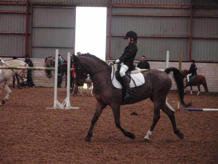 Anden særlig race Garcon billede 2