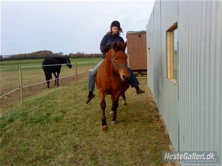 Anden særlig race Djanna - rider xD billede 16