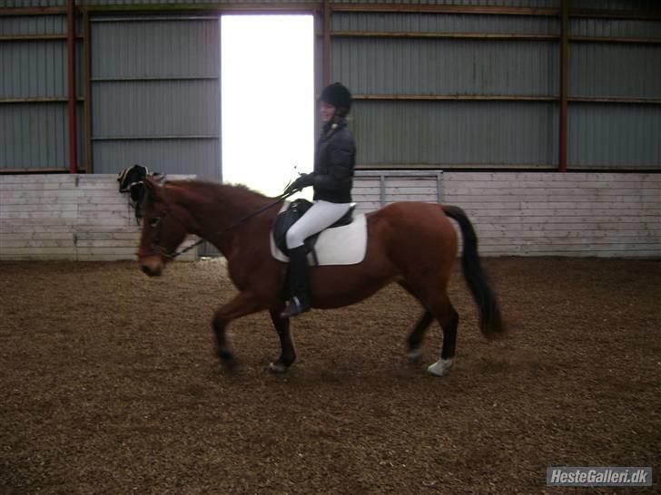 Anden særlig race Djanna - Stævne på eskagergård, d. 28/2-09, vi fik to første pladser; i LD1 og ringridning (: (opvarmning) billede 18