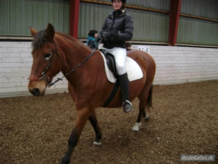 Anden særlig race Djanna - Stævne på eskagergård, d. 28/2-09, vi fik to første pladser; i LD1 og ringridning (: (opvarmning) billede 19