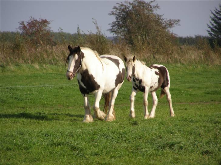 Tinker Kiss  billede 7