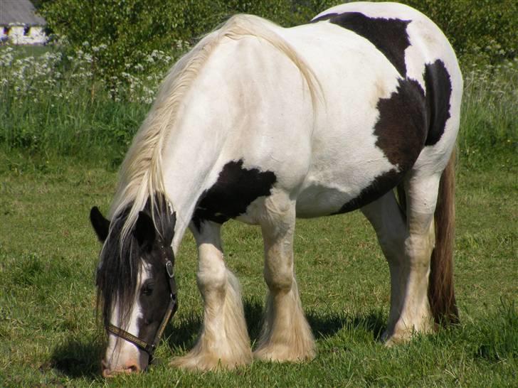 Tinker Kiss  billede 8