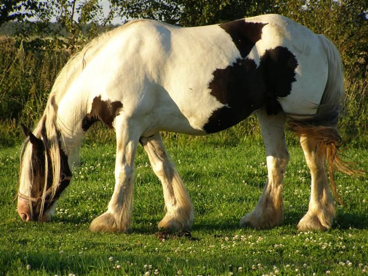 Tinker Kiss  billede 9