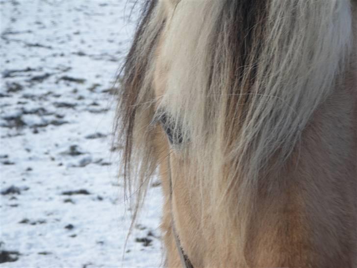 Fjordhest (Bumle)-Bella.. billede 2