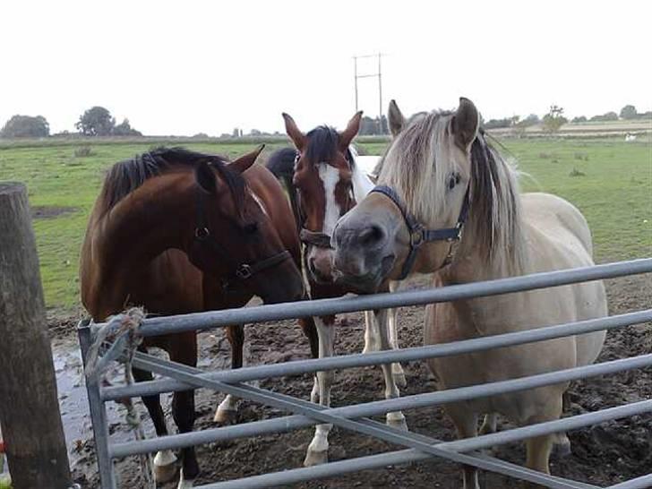 Fjordhest (Bumle)-Bella.. billede 4