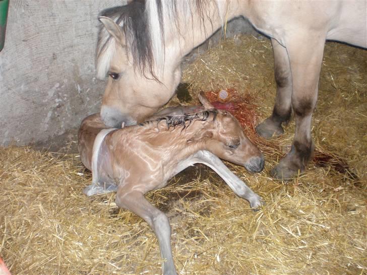 Fjordhest (Bumle)-Bella.. billede 8