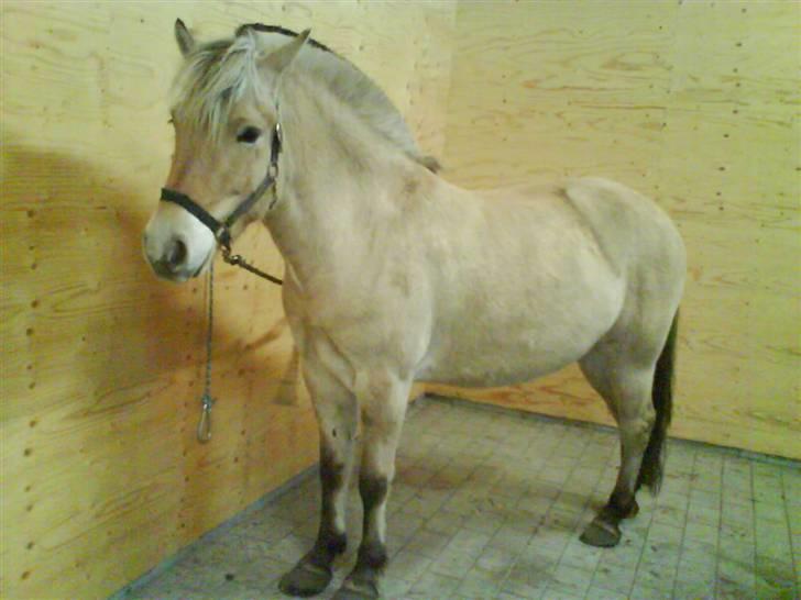 Fjordhest Clausen - VE 08/09 billede 15