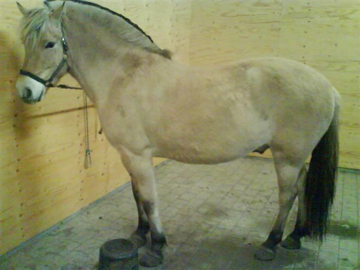 Fjordhest Clausen - VE 08/09 billede 16
