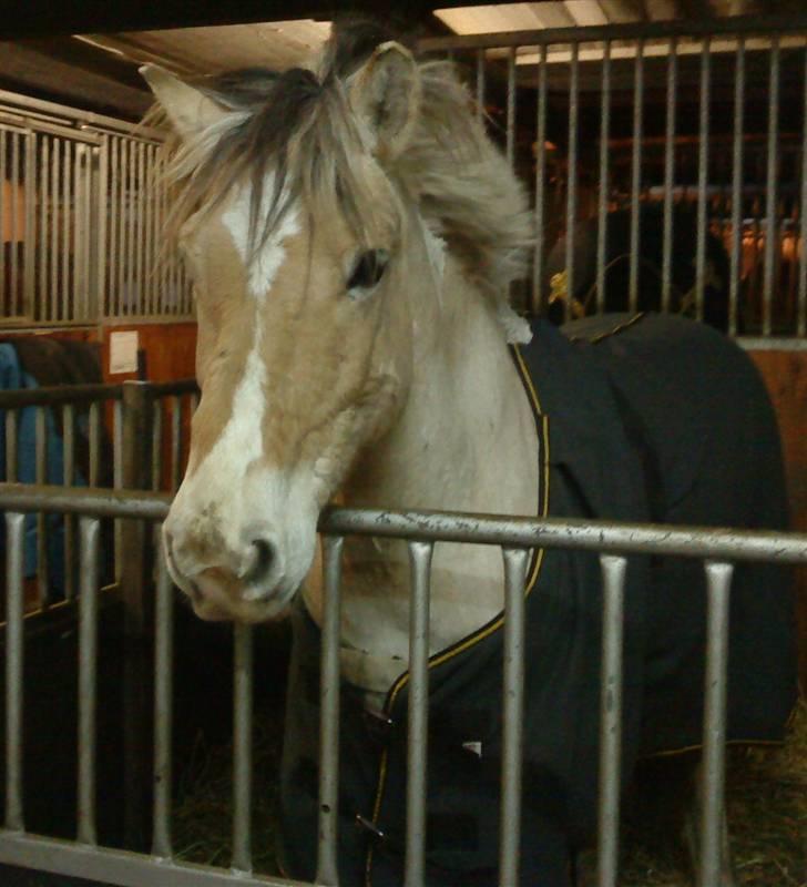 Anden særlig race lucky gamle pony:( - se mor! jeg leger ælvis:)velkommen til min smukke ponzes profil=D billede 1