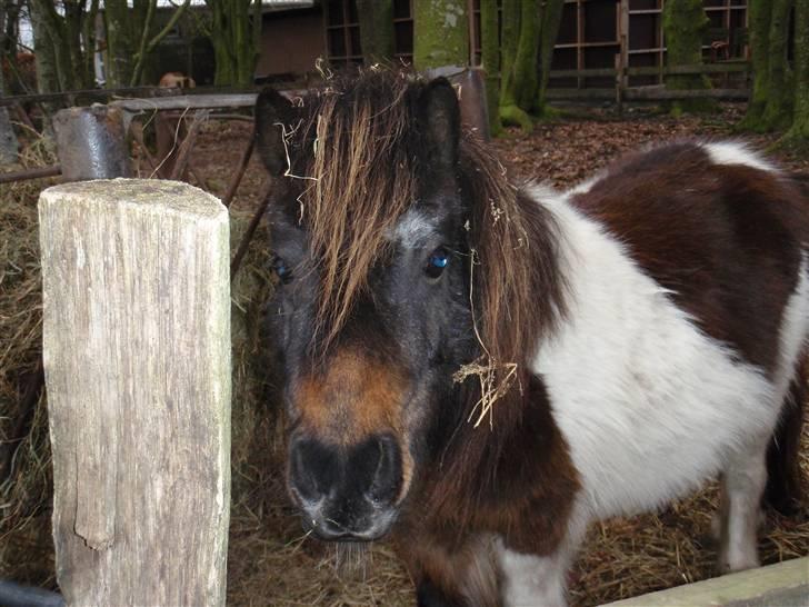 Shetlænder snøvsi  billede 12