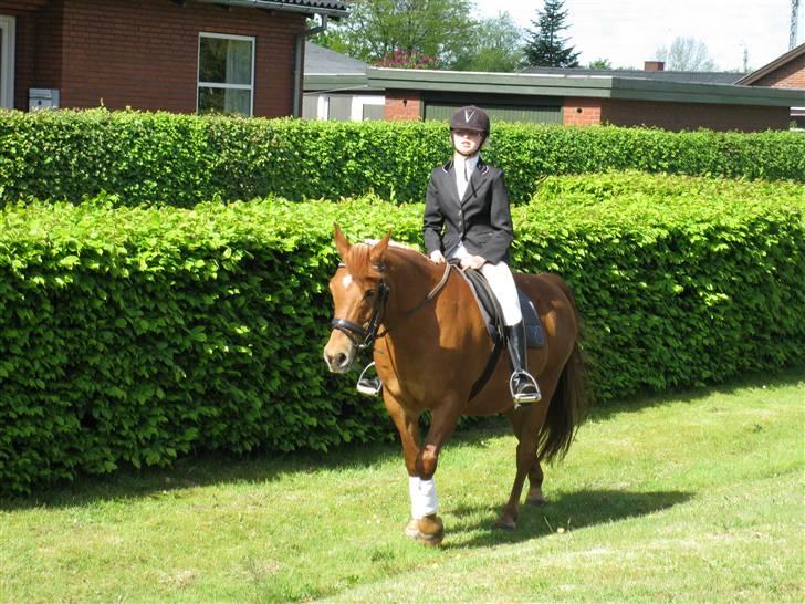 Anden særlig race Lucas<33 (gammel passer) billede 6