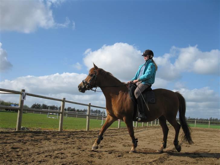 Anden særlig race Lucas<33 (gammel passer) billede 7