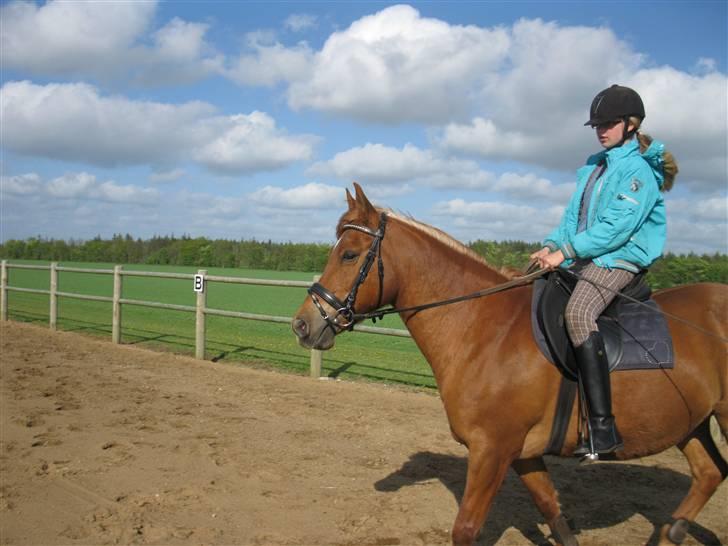 Anden særlig race Lucas<33 (gammel passer) billede 8