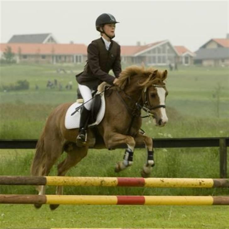 Anden særlig race amadeus - stævne 80 cm ca  billede 7