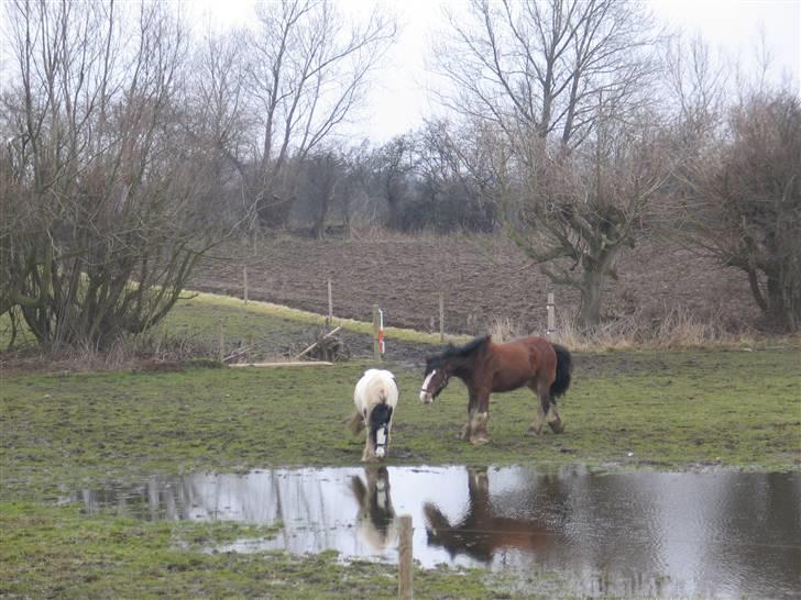 Shire Heavenly Merlin R.I.P. billede 5