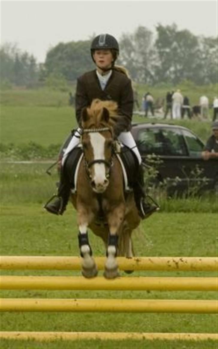 Anden særlig race amadeus - den altid glade pony :)  billede 8