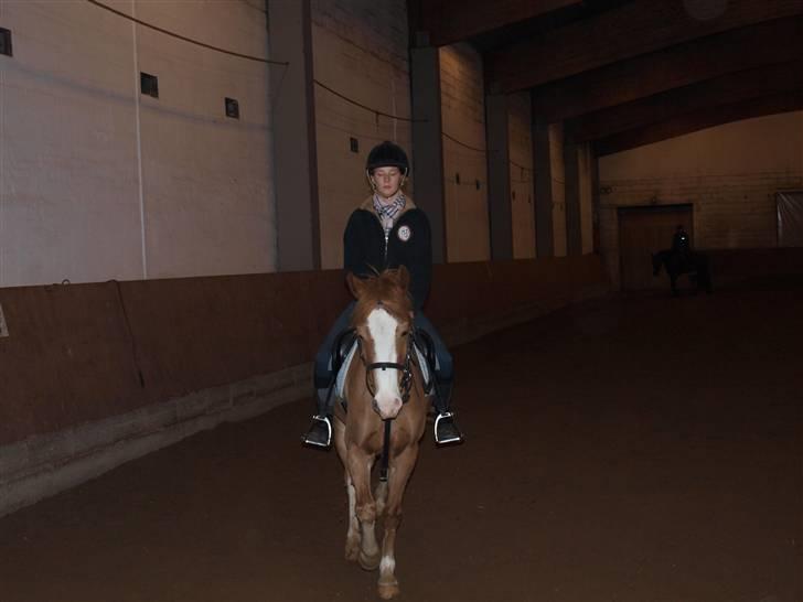 Anden særlig race amadeus - min sidste ridetur på ham var rigtig ked :(  billede 9