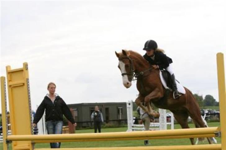 Anden særlig race amadeus billede 11