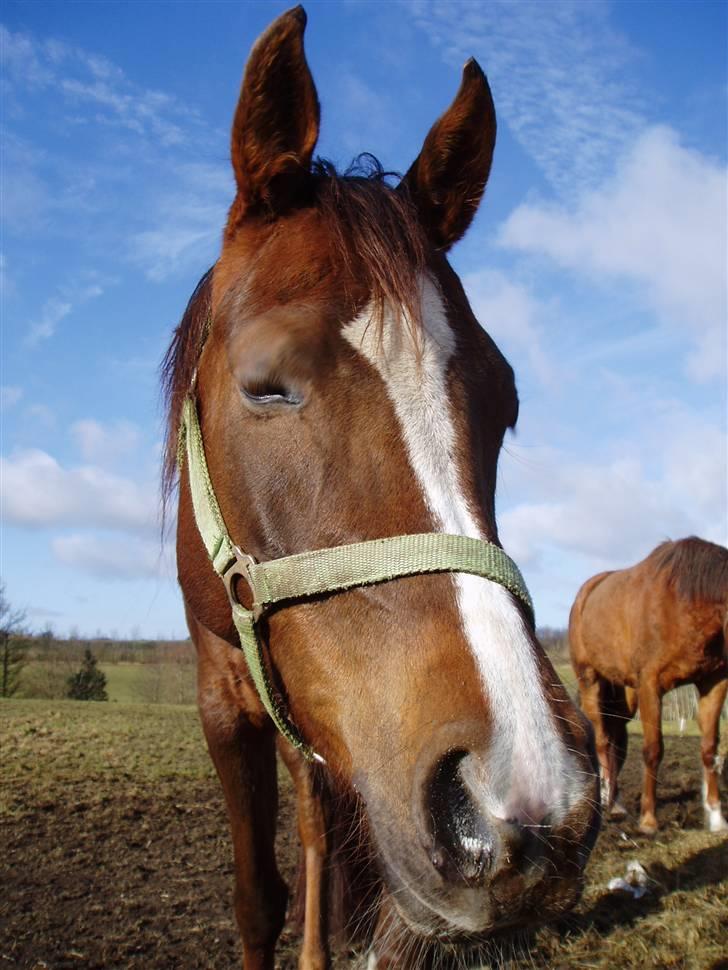 Arabisk fuldblod (OX) Marcijana *solgt* billede 19