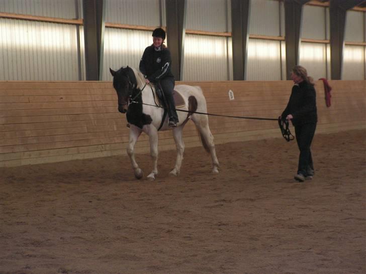 Pinto Intermezzo *SOLGT* - Mig på Mezzo for 2. gang d. 27/2-2009. billede 20