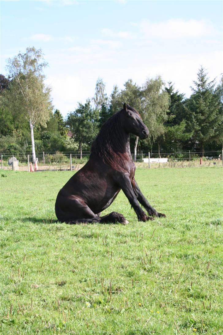 Frieser Charli - Charli  da han var feriebarn i aug. ´08. billede 1