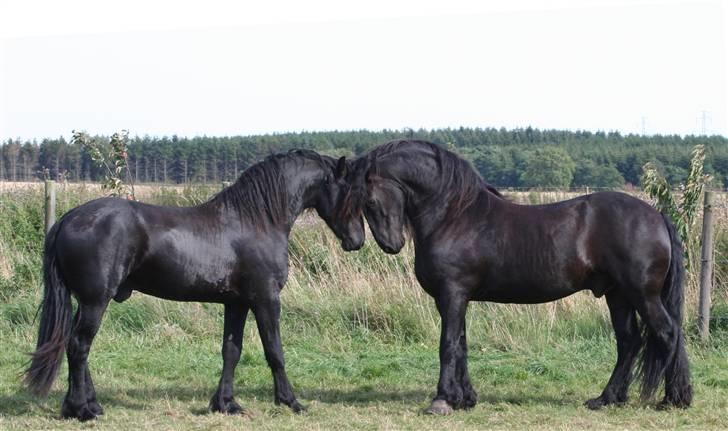 Frieser Charli - Charli´s & Xanders føreste diskution om hvem der skal bestemme. billede 3