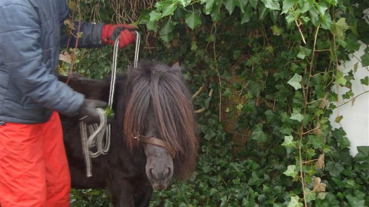 Shetlænder Emil - Emil!... Stå stille!<3 billede 19