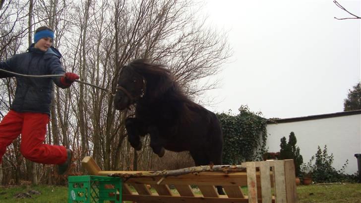 Shetlænder Emil - <3 Wee billede 20