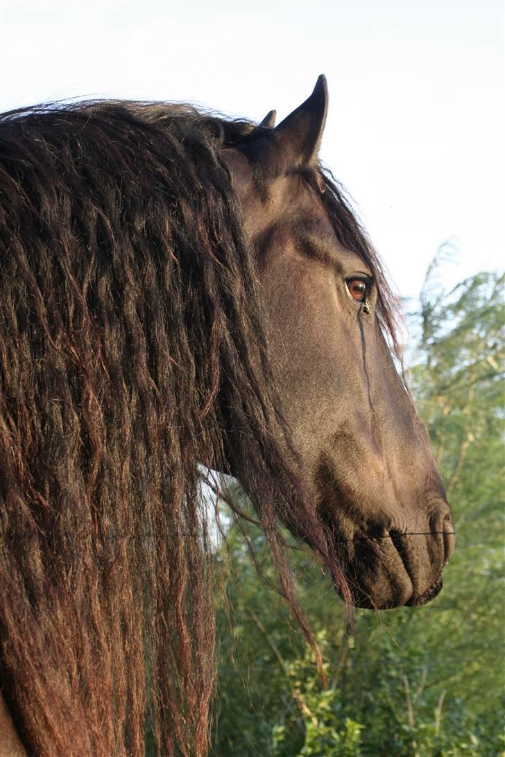 Frieser Charli - Aristokraten billede 7