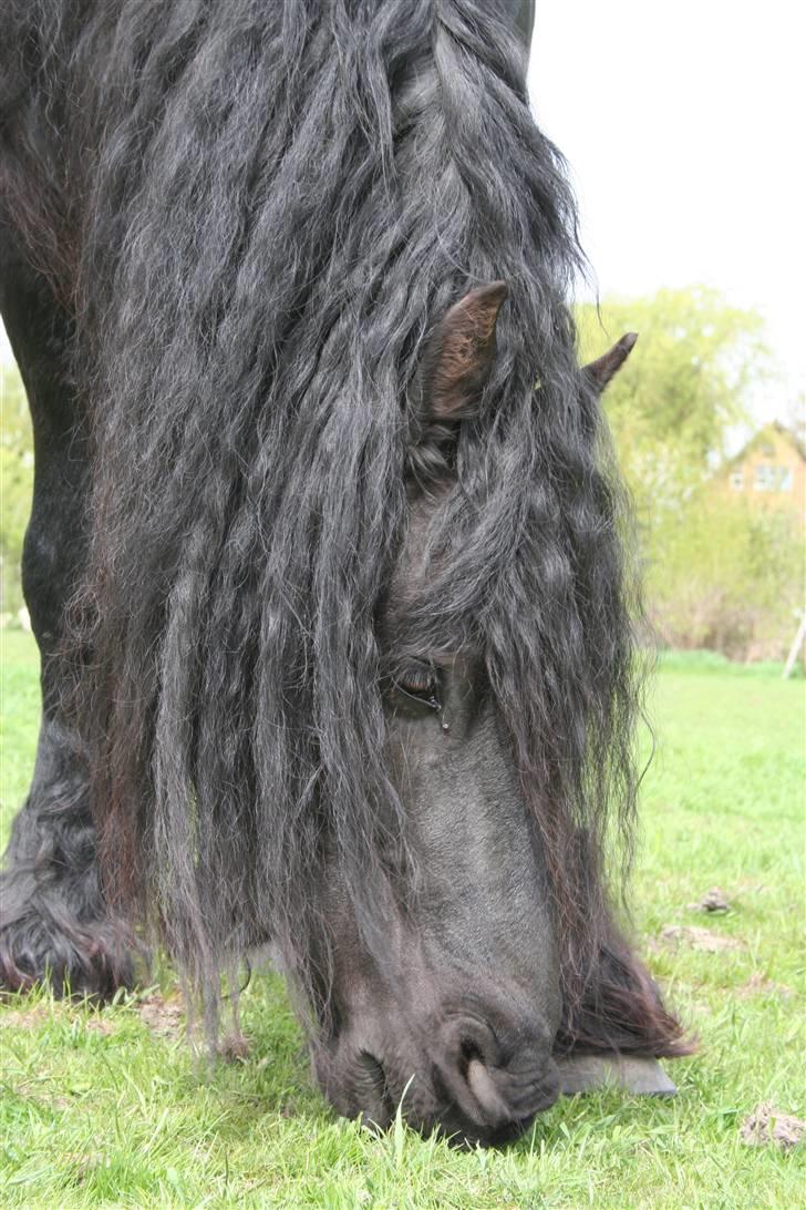 Frieser Charli - Charli med krøller på sokkerne billede 13