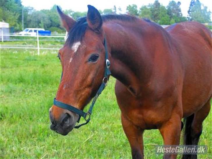 Anden særlig race speed - <3 billede 1