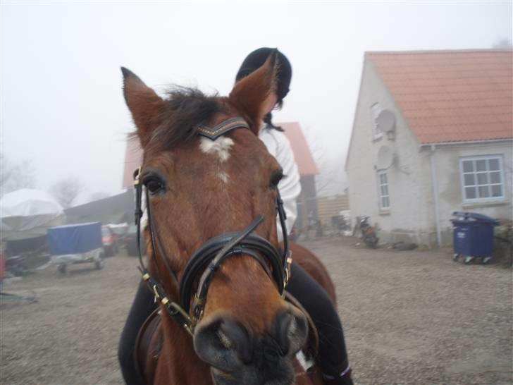 Anden særlig race speed billede 2