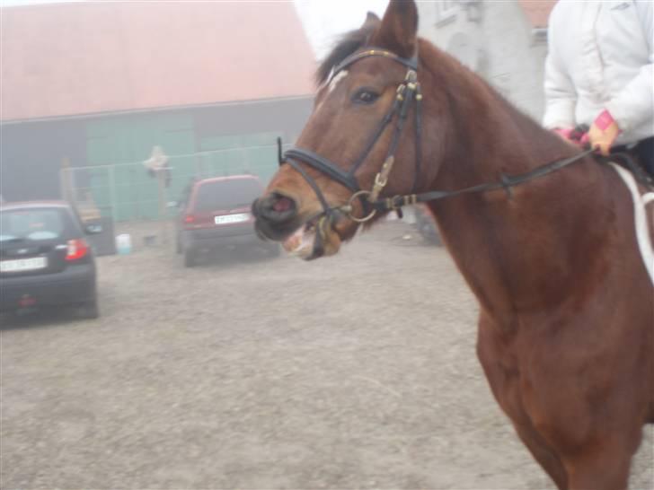 Anden særlig race speed billede 3