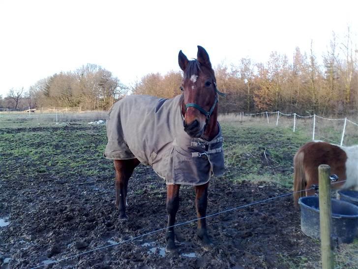 Anden særlig race speed billede 4