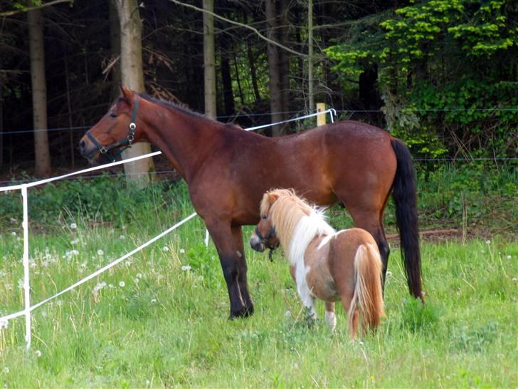 Anden særlig race speed billede 5