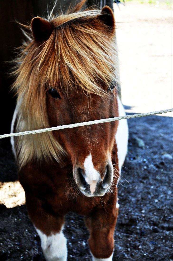 Shetlænder Musse   SOLGT - den dejligste pony i verden billede 1