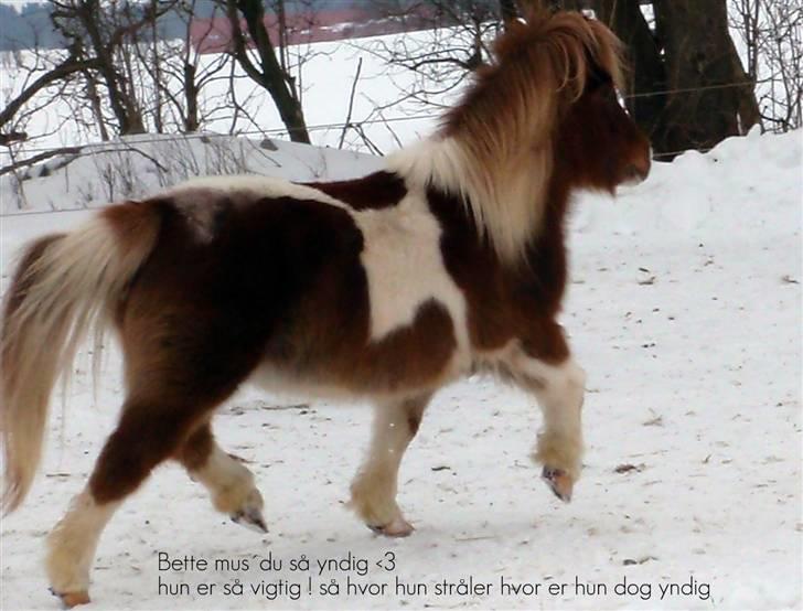 Shetlænder Musse   SOLGT billede 5
