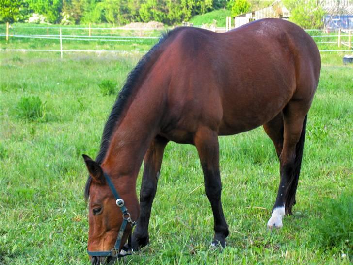 Anden særlig race speed billede 6