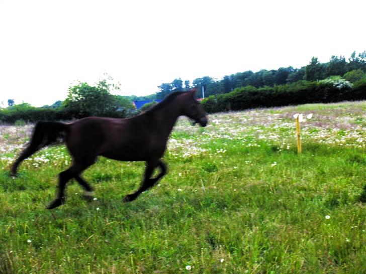 Anden særlig race speed - måske grunden til han hedder Speed <3 billede 7