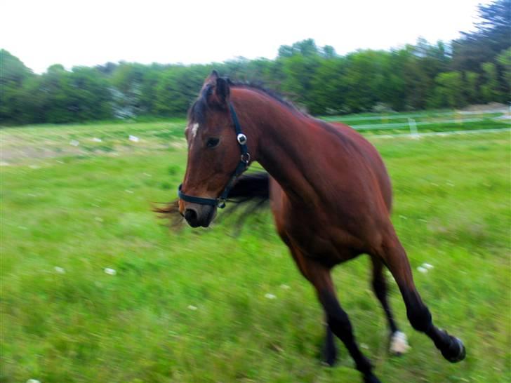 Anden særlig race speed billede 8